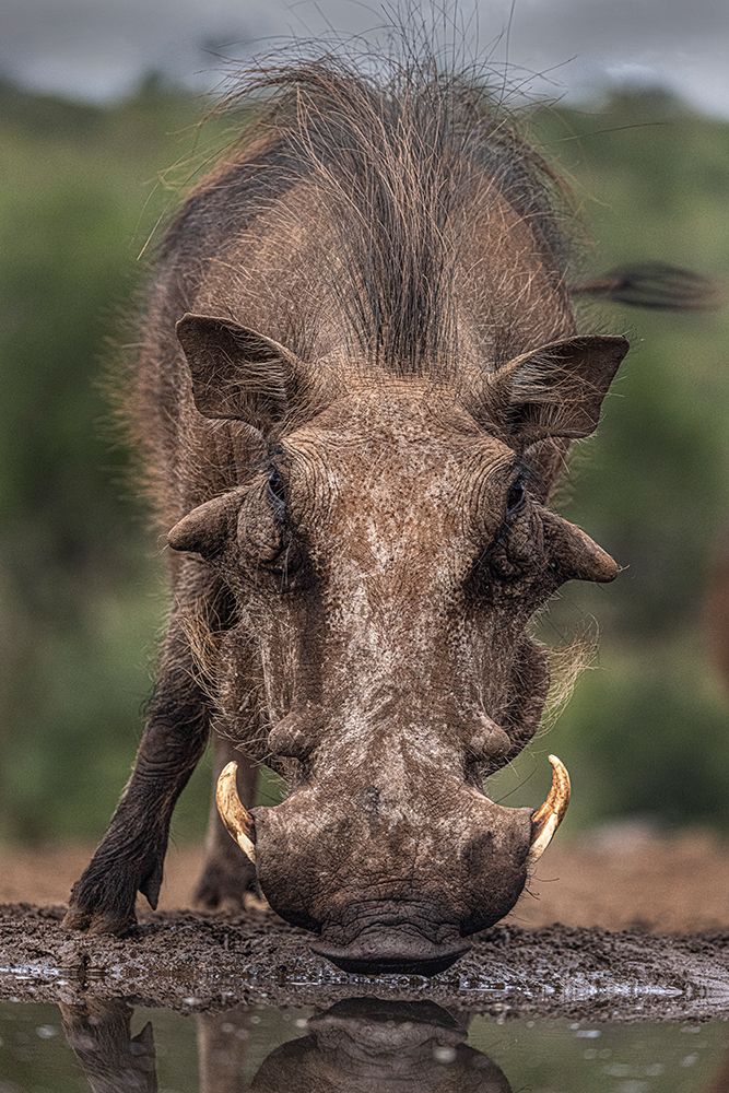 South Africa Close-up of warthog drinking at waterhole